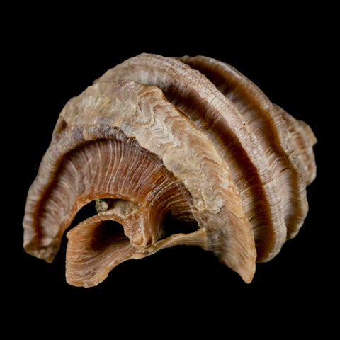 1.6" Ecphora Gardnerae Gastropod Fossil Shell Lee Creek Miocene Epoch North Carolina - Fossil Age Minerals