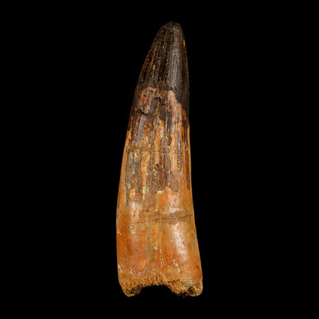XL 3.9" Spinosaurus Fossil Tooth 100 Million Years Old Cretaceous Dinosaur COA