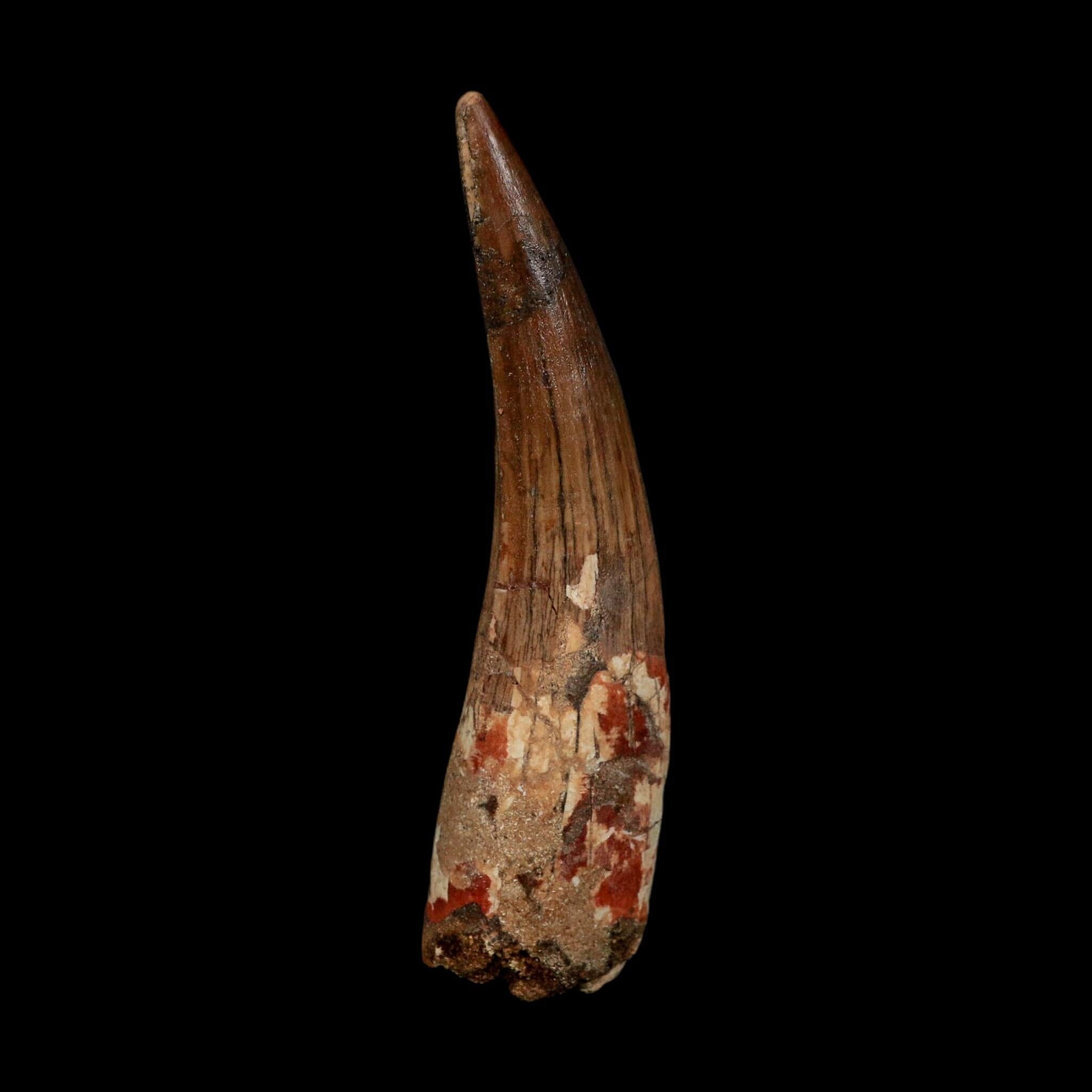XL 3.8" Spinosaurus Fossil Tooth 100 Million Years Old Cretaceous Dinosaur COA - Fossil Age Minerals