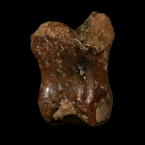 0.4" Dromaeosaurid Raptor Fossil Limb Toe Bone Cretaceous Dinosaur COA, Display