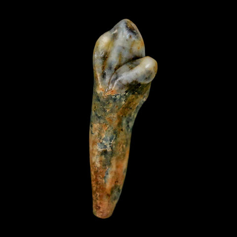 1.5" Extinct Cave Bear Ursus Spelaeus Incisor Tooth Rooted Pleistocene Age COA, Stand