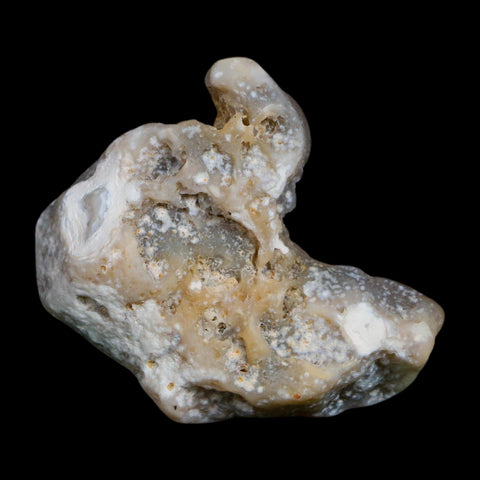 2.1" Agatized Coral Slab Fossil Oligocene and Miocene Epochs Tampa Bay Florida
