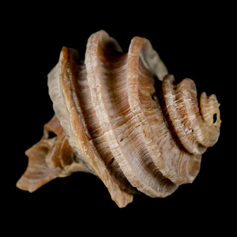 1.6" Ecphora Gardnerae Gastropod Fossil Shell Lee Creek Miocene Epoch North Carolina - Fossil Age Minerals