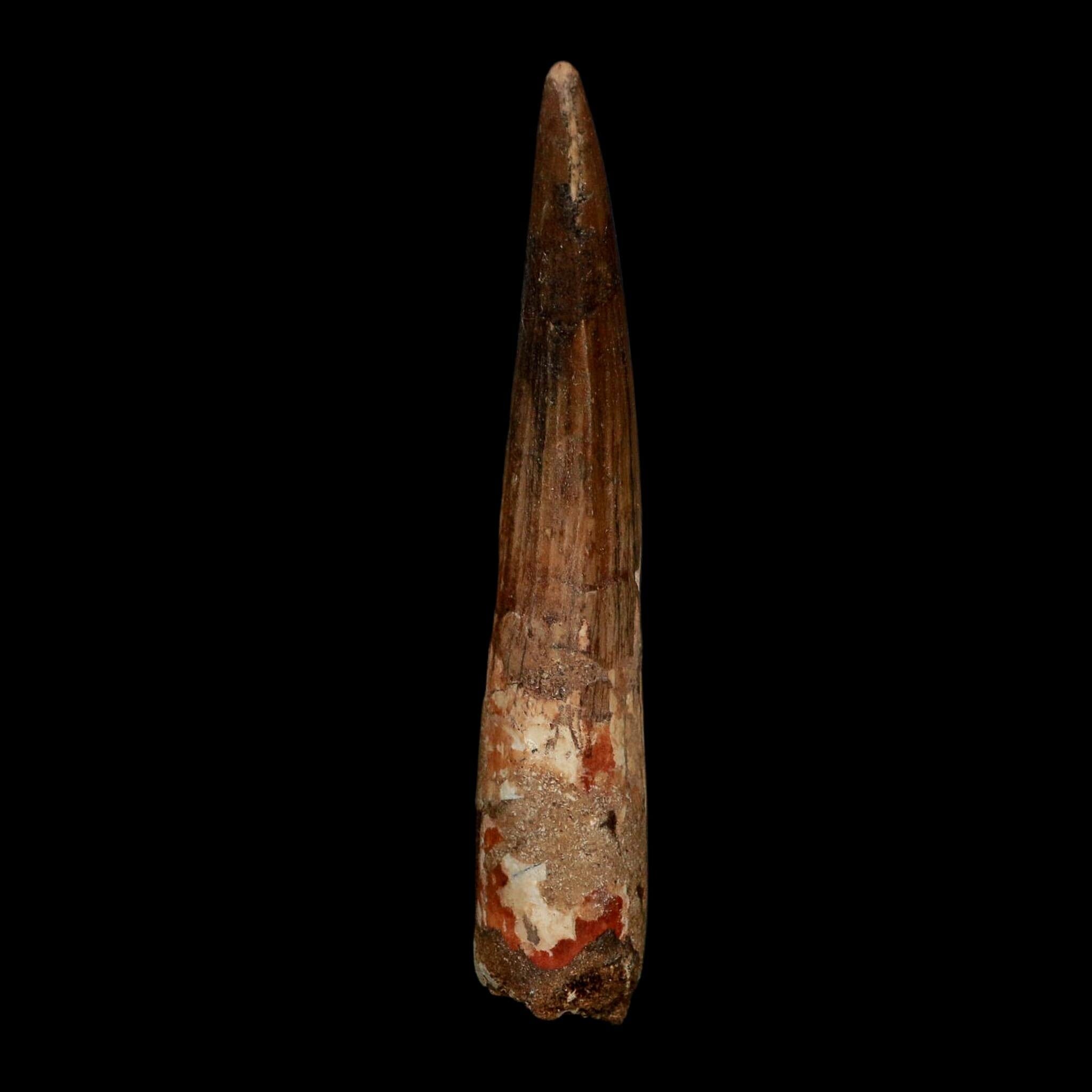 XL 3.8" Spinosaurus Fossil Tooth 100 Million Years Old Cretaceous Dinosaur COA - Fossil Age Minerals