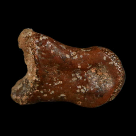 0.4" Dromaeosaurid Raptor Fossil Limb Toe Bone Cretaceous Dinosaur COA, Display