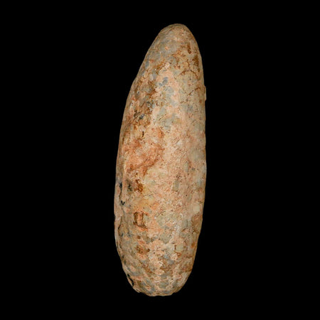 XL 2.4" Fossil Pine Cone Equicalastrobus Replaced By Agate Eocene Age Seeds Fruit