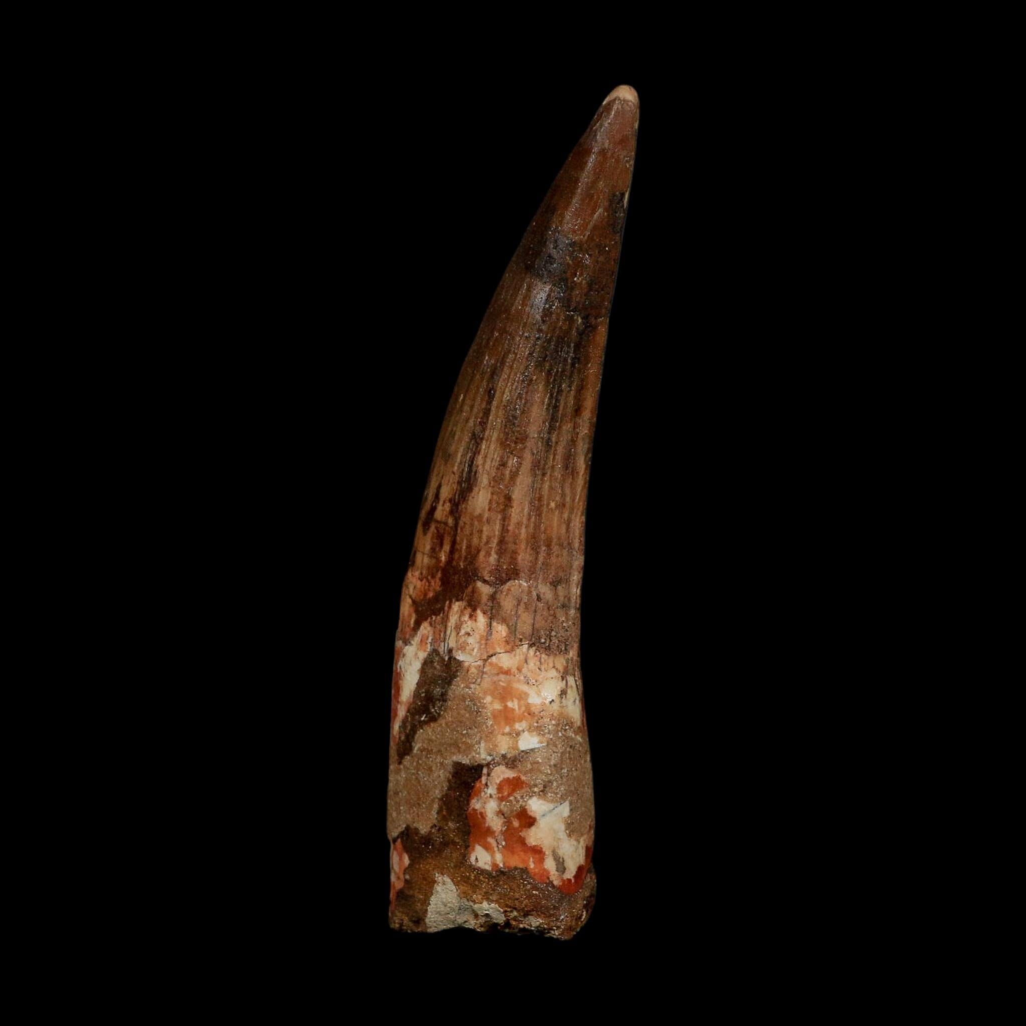 XL 3.8" Spinosaurus Fossil Tooth 100 Million Years Old Cretaceous Dinosaur COA - Fossil Age Minerals