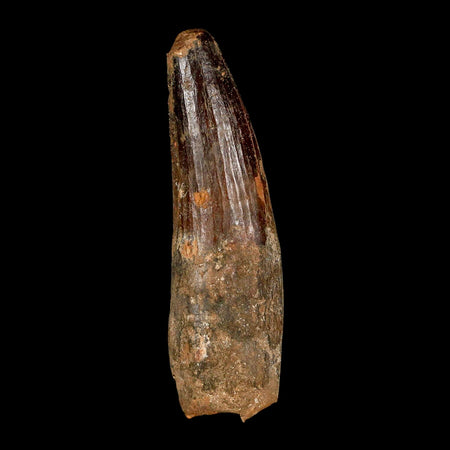XL 3.7" Spinosaurus Fossil Tooth 100 Million Years Old Cretaceous Dinosaur COA