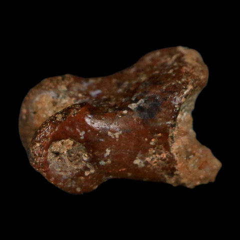 0.4" Dromaeosaurid Raptor Fossil Limb Toe Bone Cretaceous Dinosaur COA, Display