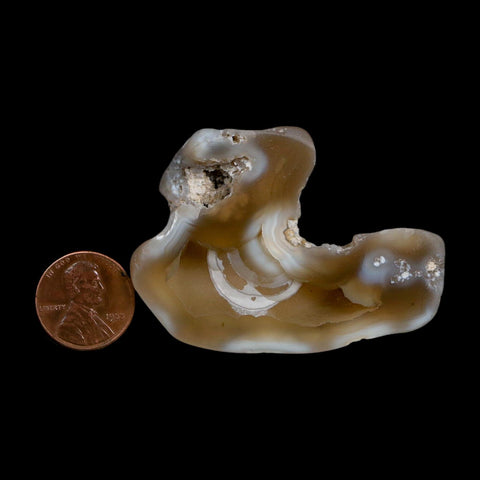 2.3" Agatized Coral Slab Fossil Oligocene and Miocene Epochs Tampa Bay Florida
