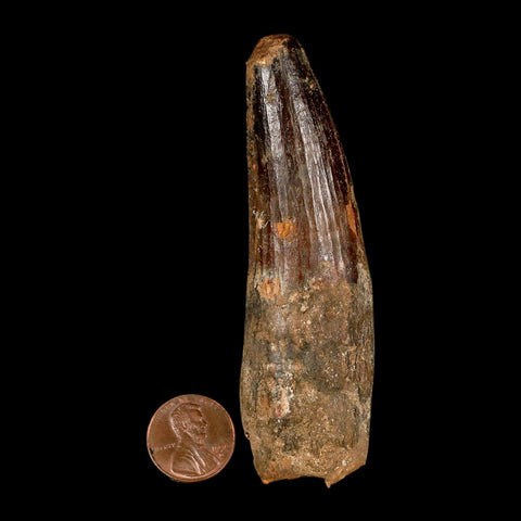 XL 3.7" Spinosaurus Fossil Tooth 100 Million Years Old Cretaceous Dinosaur COA - Fossil Age Minerals