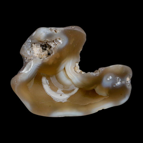 2.3" Agatized Coral Slab Fossil Oligocene and Miocene Epochs Tampa Bay Florida