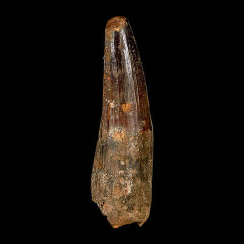 XL 3.7" Spinosaurus Fossil Tooth 100 Million Years Old Cretaceous Dinosaur COA - Fossil Age Minerals