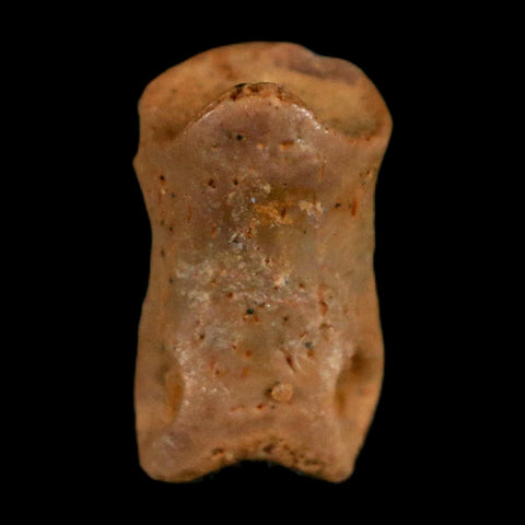 0.4" Dromaeosaurid Raptor Fossil Limb Toe Bone Cretaceous Dinosaur COA, Display