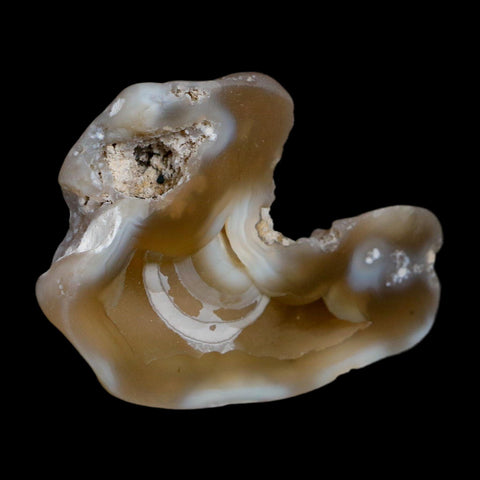 2.3" Agatized Coral Slab Fossil Oligocene and Miocene Epochs Tampa Bay Florida