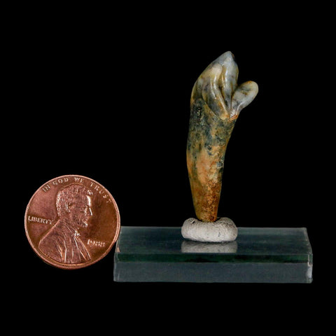 1.5" Extinct Cave Bear Ursus Spelaeus Incisor Tooth Rooted Pleistocene Age COA, Stand