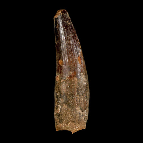 XL 3.7" Spinosaurus Fossil Tooth 100 Million Years Old Cretaceous Dinosaur COA - Fossil Age Minerals