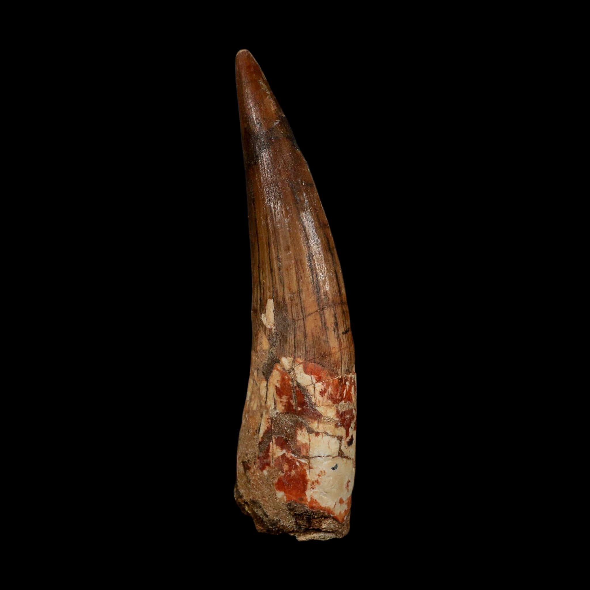 XL 3.8" Spinosaurus Fossil Tooth 100 Million Years Old Cretaceous Dinosaur COA - Fossil Age Minerals