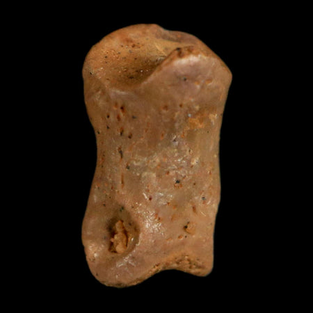 0.4" Dromaeosaurid Raptor Fossil Limb Toe Bone Cretaceous Dinosaur COA, Display