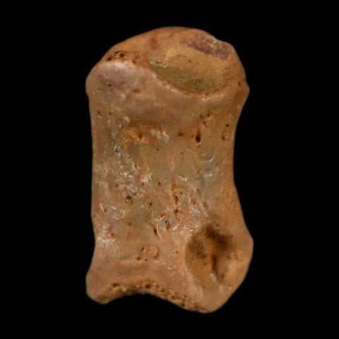 0.4" Dromaeosaurid Raptor Fossil Limb Toe Bone Cretaceous Dinosaur COA, Display