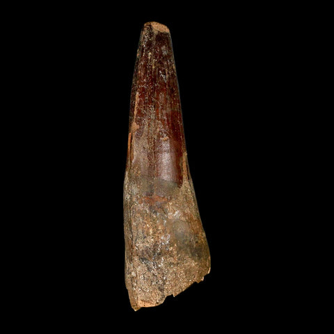 XL 3.7" Spinosaurus Fossil Tooth 100 Million Years Old Cretaceous Dinosaur COA - Fossil Age Minerals