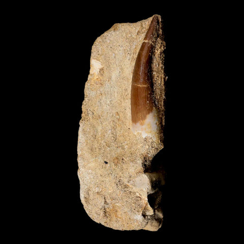 XL 2" Plesiosaur Zarafasaura Tooth Fossil In Matrix Cretaceous Dinosaur Era COA - Fossil Age Minerals