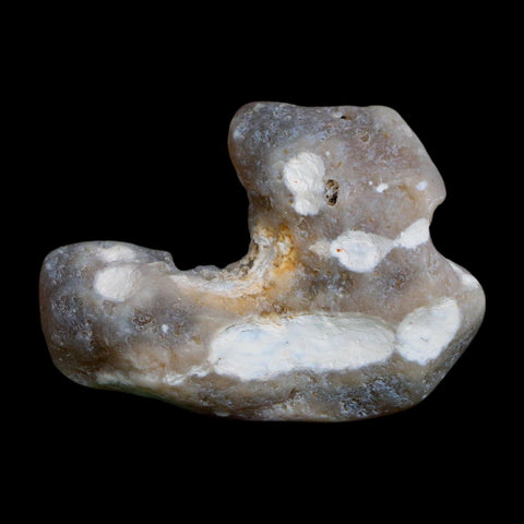 2.3" Agatized Coral Slab Fossil Oligocene and Miocene Epochs Tampa Bay Florida