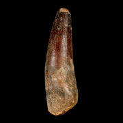 XL 3.7" Spinosaurus Fossil Tooth 100 Million Years Old Cretaceous Dinosaur COA