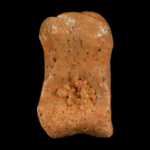 0.4" Dromaeosaurid Raptor Fossil Limb Toe Bone Cretaceous Dinosaur COA, Display