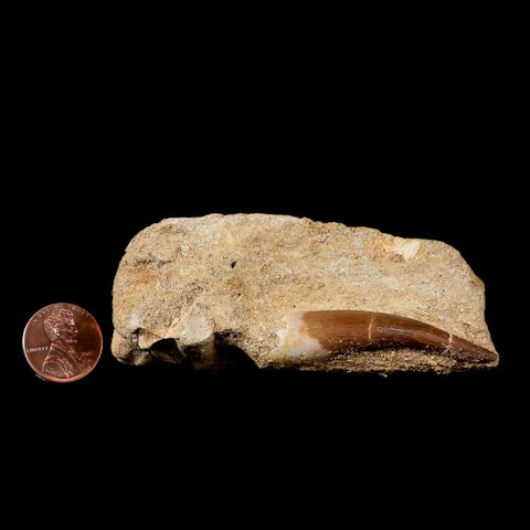 XL 2" Plesiosaur Zarafasaura Tooth Fossil In Matrix Cretaceous Dinosaur Era COA - Fossil Age Minerals