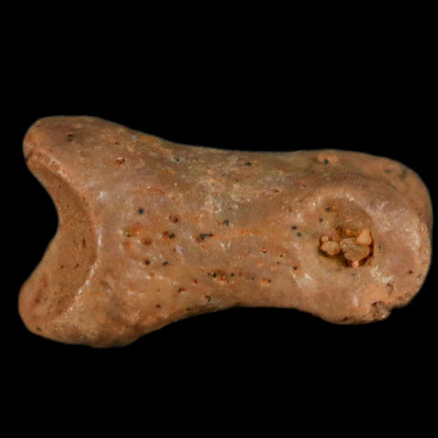 0.4" Dromaeosaurid Raptor Fossil Limb Toe Bone Cretaceous Dinosaur COA, Display