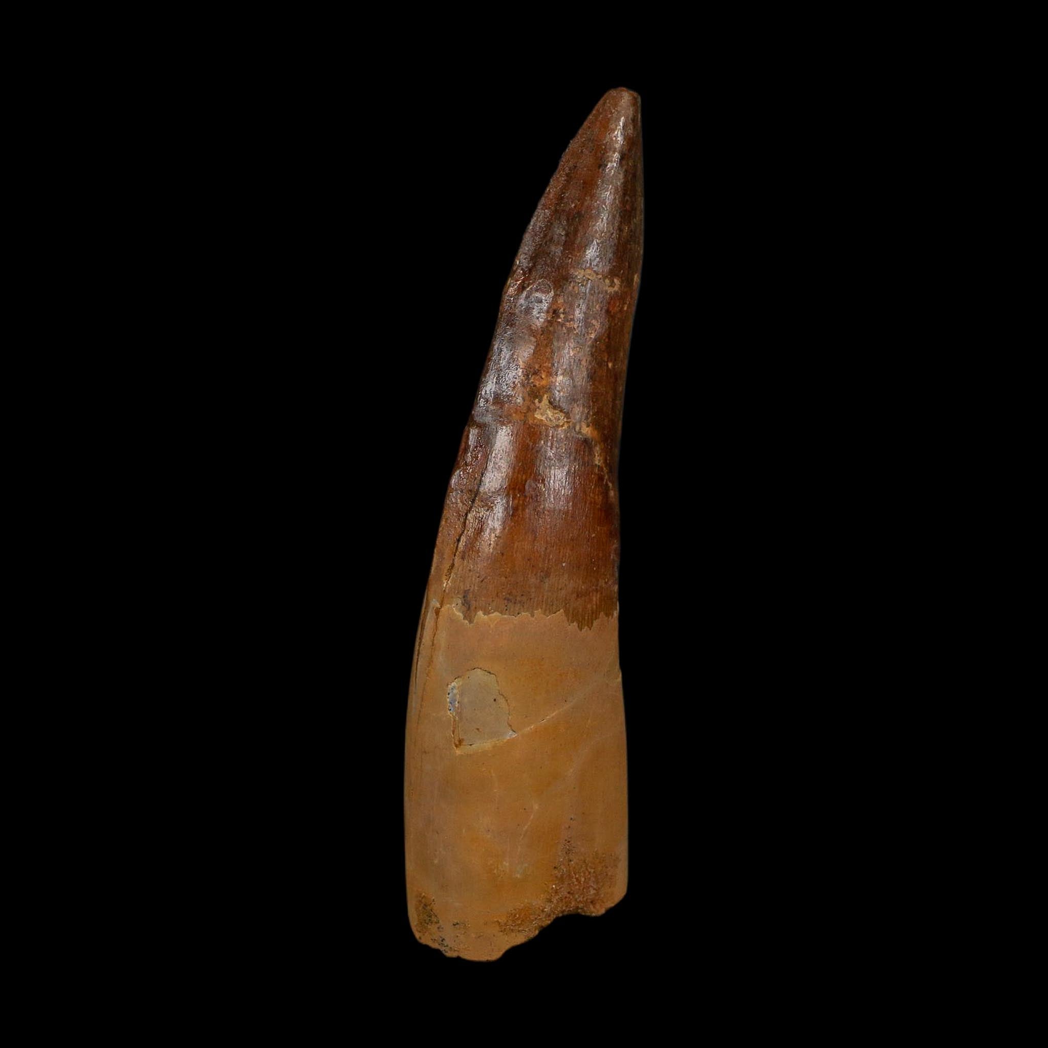 XL 3.8" Spinosaurus Fossil Tooth 100 Million Years Old Cretaceous Dinosaur COA - Fossil Age Minerals