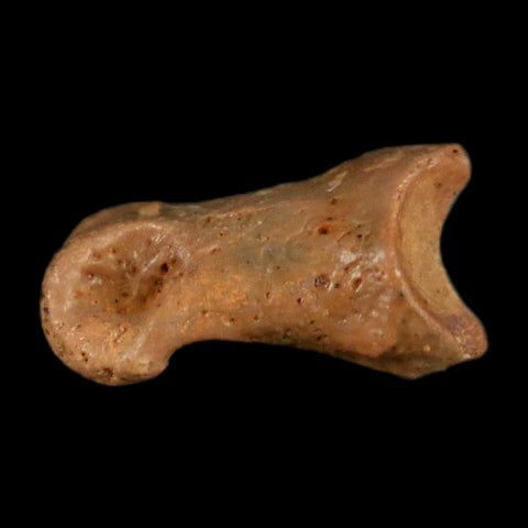 0.4" Dromaeosaurid Raptor Fossil Limb Toe Bone Cretaceous Dinosaur COA, Display