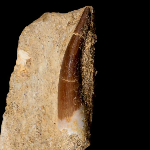 XL 2" Plesiosaur Zarafasaura Tooth Fossil In Matrix Cretaceous Dinosaur Era COA - Fossil Age Minerals