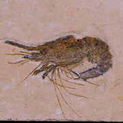 1.8" Fossil Shrimp Carpopenaeus Cretaceous Age 100 Mil Yrs Old Lebanon COA