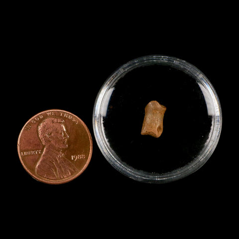 0.4" Dromaeosaurid Raptor Fossil Limb Toe Bone Cretaceous Dinosaur COA, Display