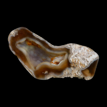 2.6" Agatized Coral Slab Fossil Oligocene and Miocene Epochs Tampa Bay Florida