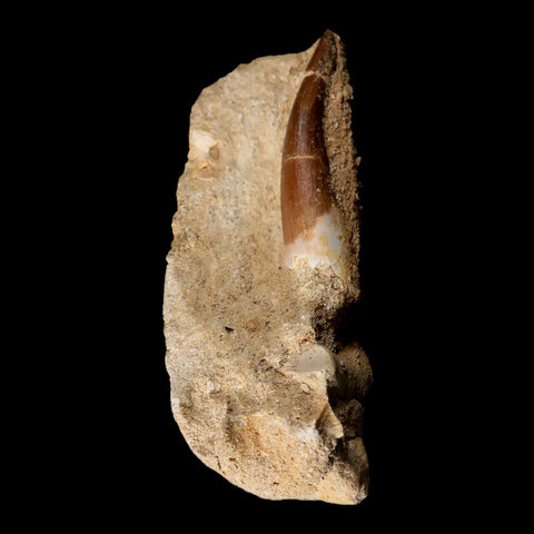 XL 2" Plesiosaur Zarafasaura Tooth Fossil In Matrix Cretaceous Dinosaur Era COA - Fossil Age Minerals