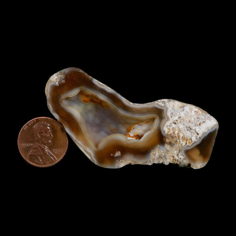 2.6" Agatized Coral Slab Fossil Oligocene and Miocene Epochs Tampa Bay Florida