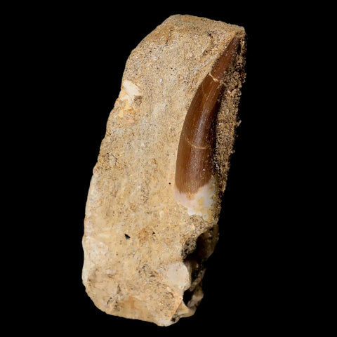 XL 2" Plesiosaur Zarafasaura Tooth Fossil In Matrix Cretaceous Dinosaur Era COA - Fossil Age Minerals