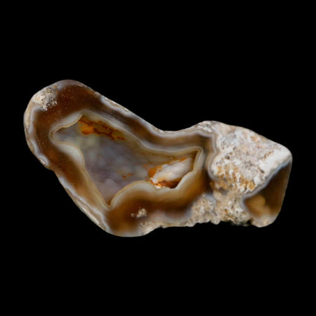 2.6" Agatized Coral Slab Fossil Oligocene and Miocene Epochs Tampa Bay Florida
