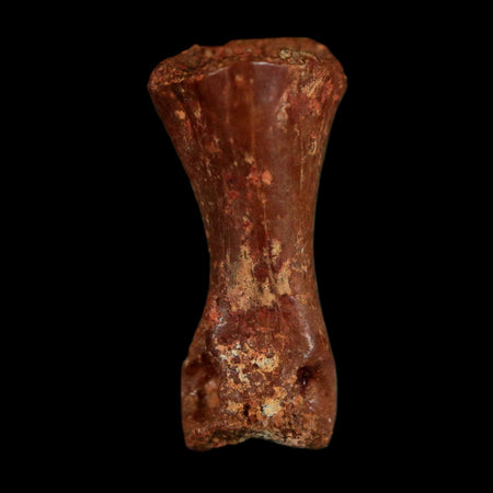 0.6" Dromaeosaurid Raptor Fossil Limb Toe Bone Cretaceous Dinosaur COA, Display