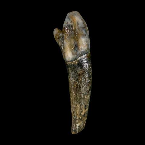 1.6" Extinct Cave Bear Ursus Spelaeus Incisor Tooth Rooted Pleistocene Age COA, Stand