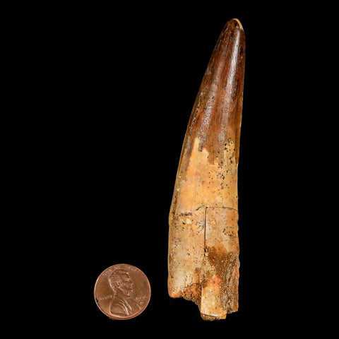 XL 3.9" Spinosaurus Fossil Tooth 100 Million Years Old Cretaceous Dinosaur COA - Fossil Age Minerals