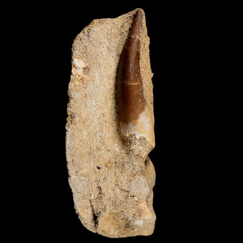 XL 2" Plesiosaur Zarafasaura Tooth Fossil In Matrix Cretaceous Dinosaur Era COA - Fossil Age Minerals