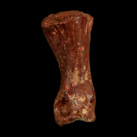 0.6" Dromaeosaurid Raptor Fossil Limb Toe Bone Cretaceous Dinosaur COA, Display