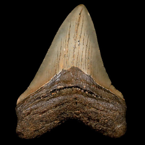 2.8" Quality Megalodon Shark Tooth Serrated Fossil Natural Miocene Age COA - Fossil Age Minerals