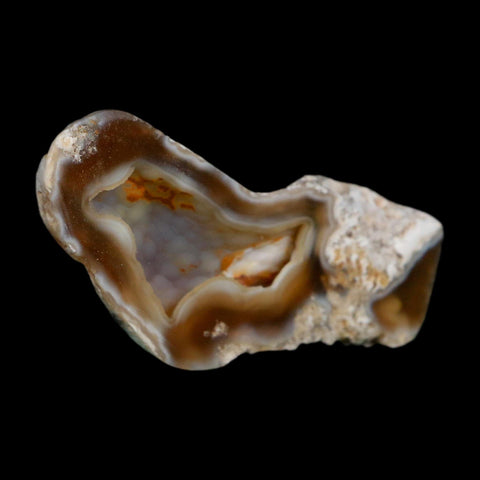 2.6" Agatized Coral Slab Fossil Oligocene and Miocene Epochs Tampa Bay Florida