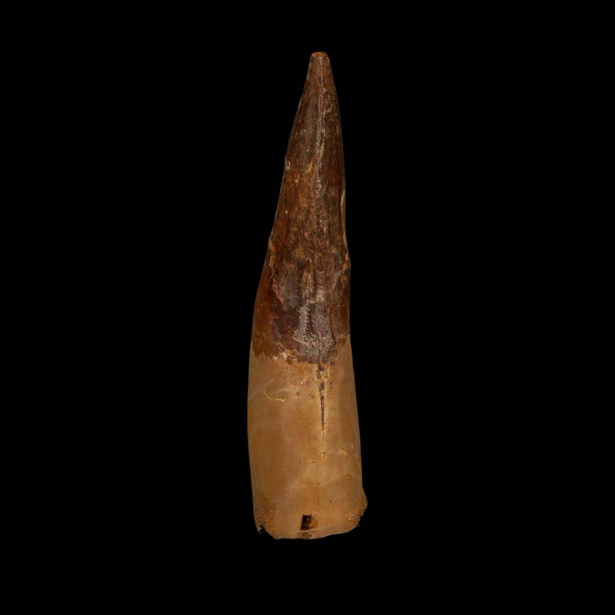 XL 3.8" Spinosaurus Fossil Tooth 100 Million Years Old Cretaceous Dinosaur COA - Fossil Age Minerals