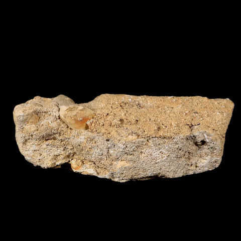 XL 2" Plesiosaur Zarafasaura Tooth Fossil In Matrix Cretaceous Dinosaur Era COA - Fossil Age Minerals
